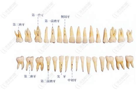 门牙|什么是门牙